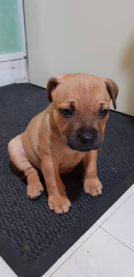 Of The Jewel Of Aglati Plain - Staffordshire Bull Terrier - Portée née le 21/08/2018